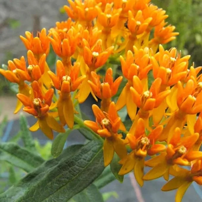 Orange Milkweed Live Plants (2-Pack) - 5-9" Tall Starter Size, Outdoor, Cold Hardy Perennial - Image 7