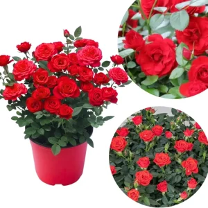 Orange Mini Rose Bush Live Plant in 3'' Pot - 3-5'' Tall Miniature Rose for Home & Office - Image 1
