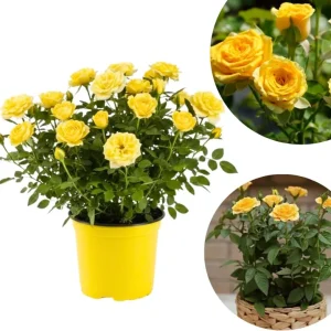 Orange Mini Rose Bush Live Plant in 3'' Pot - 3-5'' Tall Miniature Rose for Home & Office - Image 5