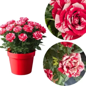 Orange Mini Rose Bush Live Plant in 3'' Pot - 3-5'' Tall Miniature Rose for Home & Office - Image 6