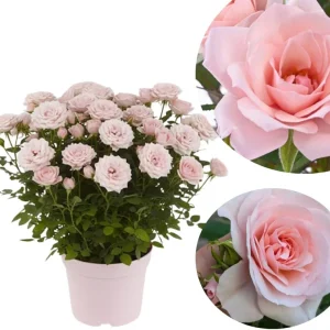 Orange Mini Rose Bush Live Plant in 3'' Pot - 3-5'' Tall Miniature Rose for Home & Office - Image 7