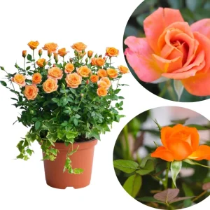 Orange Mini Rose Bush Live Plant in 3'' Pot - 3-5'' Tall Miniature Rose for Home & Office - Image 8