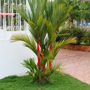 Orange Palm Tree Live Plant – Fully Rooted in 3 Gallon Pot – Outdoor Tropical - Image 10