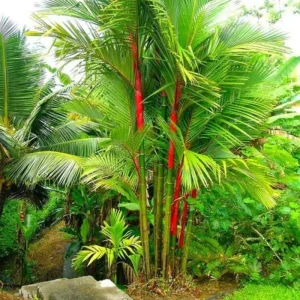 Orange Palm Tree Live Plant – Fully Rooted in 3 Gallon Pot – Outdoor Tropical - Image 2