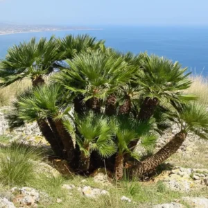 Orange Palm Tree Live Plant – Fully Rooted in 3 Gallon Pot – Outdoor Tropical - Image 3