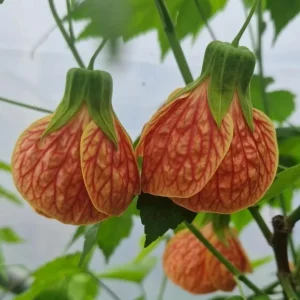 Orange Tiger Abutilon Live Plant - Red & Orange Flowering Maple - 5-8 Inch Tall - Image 1