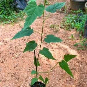 Orange Tiger Abutilon Live Plant - Red & Orange Flowering Maple - 5-8 Inch Tall - Image 4