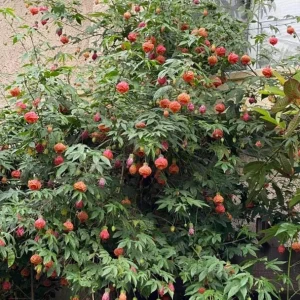 Orange Tiger Abutilon Live Plant - Red & Orange Flowering Maple - 5-8 Inch Tall - Image 5