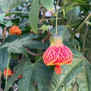 Orange Tiger Abutilon Live Plant - Red & Orange Flowering Maple - 5-8 Inch Tall - Image 6