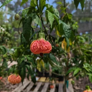 Orange Tiger Abutilon Live Plant - Red & Orange Flowering Maple - 5-8 Inch Tall - Image 8