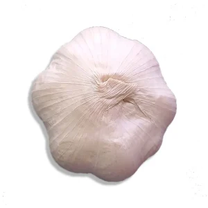 Organic Garlic Bulbs - 5 Varieties: Chesnok, Music, Italian, German, Russian - 1-40 lbs - Image 12