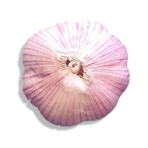 Organic Garlic Bulbs - 5 Varieties: Chesnok, Music, Italian, German, Russian - 1-40 lbs - Image 19