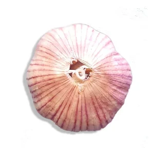 Organic Garlic Bulbs - 5 Varieties: Chesnok, Music, Italian, German, Russian - 1-40 lbs - Image 5