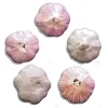Organic Garlic Bulbs - 5 Varieties: Chesnok, Music, Italian, German, Russian - 1-40 lbs - Image 1