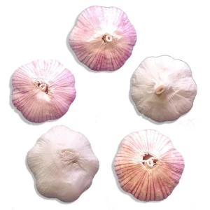 Organic Garlic Bulbs - Chesnok, Music, Italian, German, Russian Varieties for Planting & Cooking - Image 1