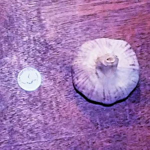 Organic Heirloom Purple Italian Garlic Bulbs for Planting or Eating - 3 Bulbs - 10 lbs - Image 4