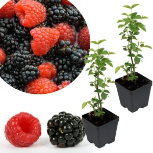 Osage Blackberry Plants Live - 2 Pack, 4-6