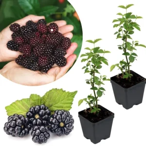 Osage Blackberry Plants Live - 2 Pack, 4-6" Tall, Cold Hardy, High Yielding - Image 2