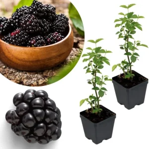Osage Blackberry Plants Live - 2 Pack, 4-6