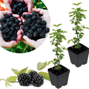 Osage Blackberry Plants Live - 2 Pack, 4-6