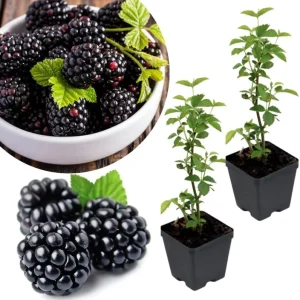 Osage Blackberry Plants Live - 2 Pack, 4-6