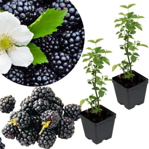 Osage Blackberry Plants Live - 2 Pack, 4-6