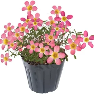 Oxalis Triangularis Live Plant - Purple Shamrock Plant, 4 Inch Pot, Houseplant - Image 4