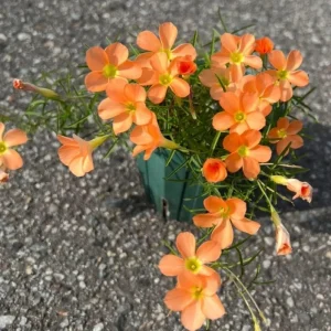 Oxalis Triangularis Live Plant - Purple Shamrock Plant, 4 Inch Pot, Houseplant - Image 5