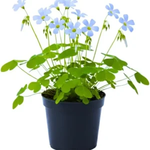 Oxalis Triangularis Live Plant - Purple Shamrock Plant, 4 Inch Pot, Houseplant - Image 1