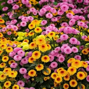Pack 3 Mix Mum Plants Live, 3 to 6 Inch Tall Assorted Chrysanthemum Plant, Perennial Colorful Flowers, Live Mums Plants for Outside, No Pot - Image 1
