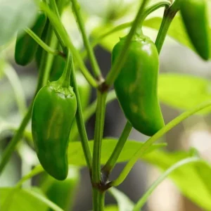 Pack of 3 Jalapeno Live Starter Plants - Hot Pepper, 1-3 Inch Tall - Image 3