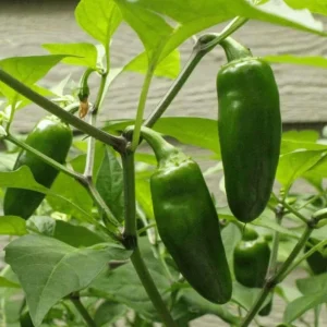 Pack of 3 Jalapeno Live Starter Plants - Hot Pepper, 1-3 Inch Tall - Image 5