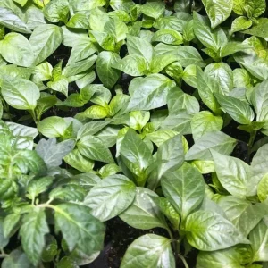 Pack of 3 Jalapeno Live Starter Plants - Hot Pepper, 1-3 Inch Tall - Image 7