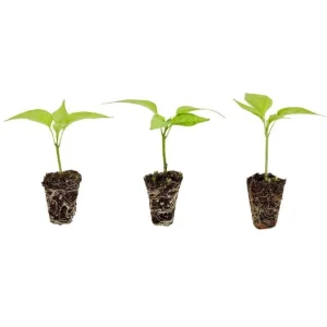 Pack of 3 Jalapeno Live Starter Plants - Hot Pepper, 1-3 Inch Tall - Image 8