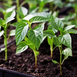 Pack of 3 Jalapeno Live Starter Plants - Hot Pepper, 1-3 Inch Tall - Image 9