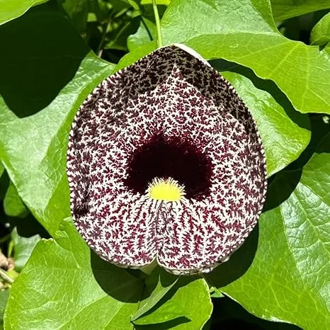 Pack of 4 Dutchman Pipe Live Plants, Giant Vine, 6-12 inches, Fast Growing, Bare Root - Image 7