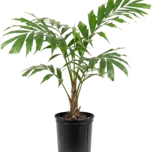 Palm Tree Live Plant 1 Gallon Pot - Indoor/Outdoor Houseplant, Green Leaves - Image 2