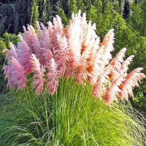 Pampas Grass Live Plants – 3-Pack Ornamental Grass in 2.5" Pots – Outdoor - Image 2