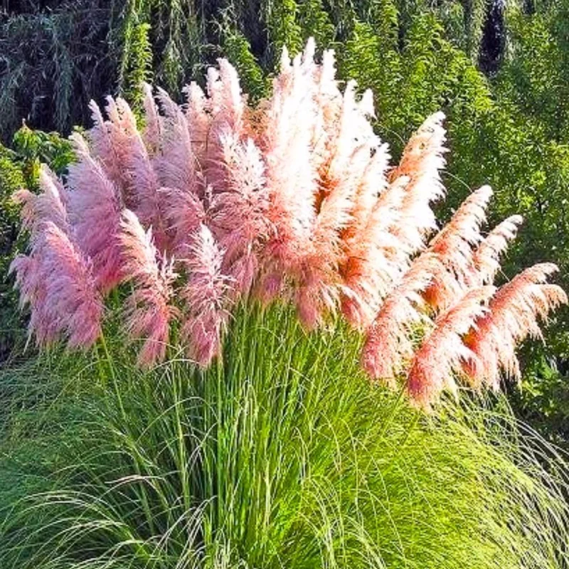 Pampas Grass Live Plants – 3-Pack Ornamental Grass in 2.5" Pots – Outdoor - Image 2