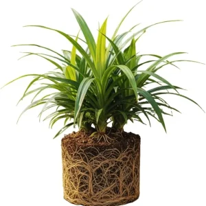 Pandan Live Plant for Garden, Rooted, 4-6 Inches Tall, Full Sun - Image 4