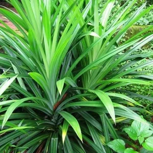 Pandan Live Plant - Indoor Outdoor Herb, 5-7 Inches Tall, Fragrant Perennial - Image 2