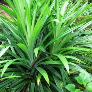 Pandan Live Plant - Indoor Outdoor Herb, 5-7 Inches Tall, Fragrant Perennial - Image 7