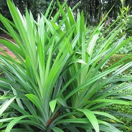 Pandan Plant Live, 5-8 Inches Tall, Well Rooted, Indoor & Outdoor - Image 7