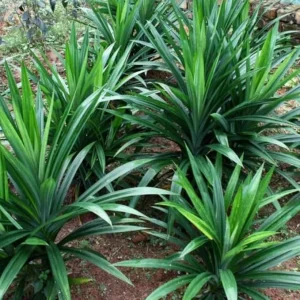 Pandan Plant Live Herb for Planting - Indoor/Outdoor Perennial - 5-8 Inches Tall - Image 5