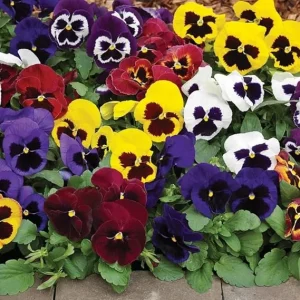 Pansies Live Plants - 2 Pack Colorful Flowers in 4 Inch Pots for Outdoor Garden - Image 2