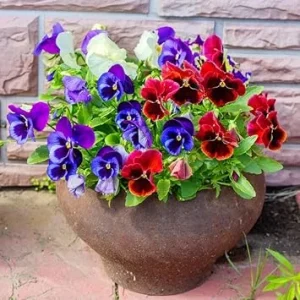 Pansy Live Plant 3-Pack - Colorful Flowering Plants in 4-Inch Pots for Indoor/Outdoor - Image 5