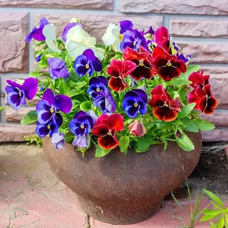 Pansy Live Plant 3-Pack - Colorful Flowering Plants in 4-Inch Pots for Indoor/Outdoor - Image 7