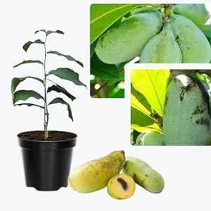 Paw Paw Tree Live Plants - 2 Bare Roots, 6-11 Inches Tall, Outdoor - Image 1