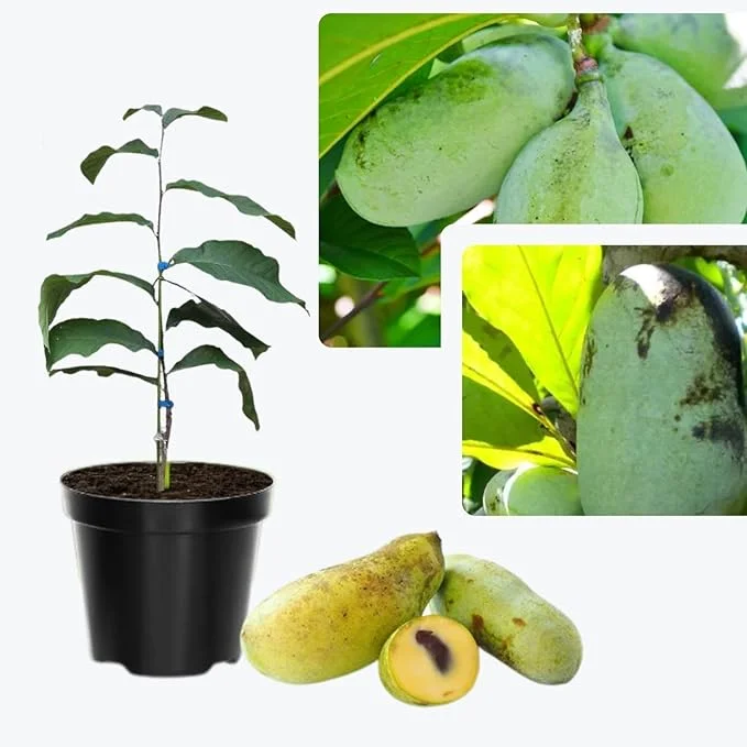 Paw Paw Tree Live Plants - 2 Bare Roots, 6-11 Inches Tall, Outdoor - Image 3