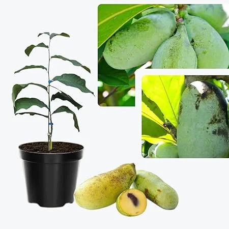 Paw Paw Tree Live Plants - 2 Bare Roots, 6-11 Inches Tall, Outdoor - Image 6
